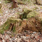 Wald mit Zeichen Lore Galitz