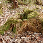Wald mit Zeichen Lore Galitz.jpg